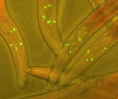 C elegans neurons cropped square